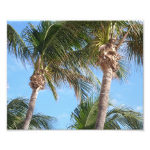 Palm Trees Against Blue Sky Photo