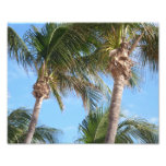 Palm Trees Against Blue Sky photography