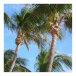 Palm Trees Against Blue Sky posters