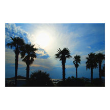 palm trees art photo