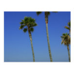 Palm Trees At Venice Beach Post Cards