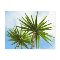 Palm Trees Card Post Card