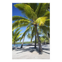 Palm trees, National Historic Park Pu'uhonua o 2