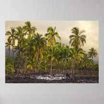 Palm trees, National Historic Park Pu'uhonua o 2 Posters
