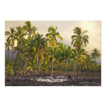 Palm trees, National Historic Park Pu'uhonua o Photograph