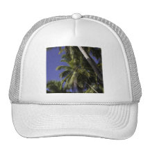 Palm trees on a Caribbean tropical island Hat