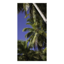 Palm trees on a Caribbean tropical island Custom Photo Card