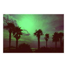 palm trees photo