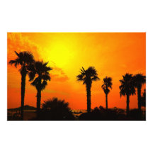 palm trees photo