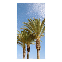 Palm Trees Photo Greeting Card
