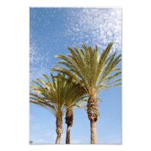 Palm Trees Photograph