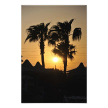 Palm trees photographic print