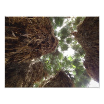 Palm Trees Photographic Print