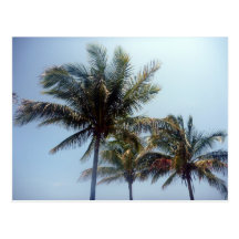 palm trees post card