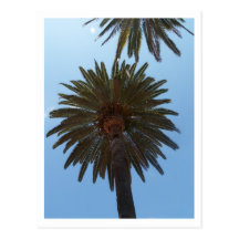 Palm Trees Post Cards