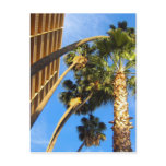 palm Trees Postcard
