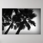 Palm Trees Posters