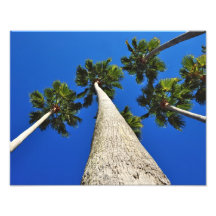 Palm Trees to Heaven Photo Art