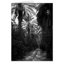 Palms and Orange Trees Near Desert, 1966 Cards