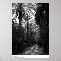 Palms and Orange Trees Near Desert, 1966 Posters