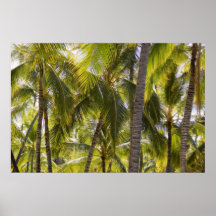 Palms Print