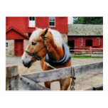 Palomino By Red Barn Post Card