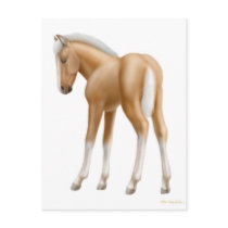 Palomino Foal Postcard