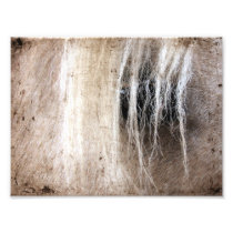 Palomino Grunge Photographic Print