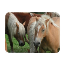 Palomino Herd Premium Magnets