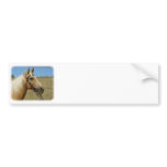 Palomino Horse 9R015D-184 bumper stickers