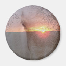 Palomino Horse in Sunrise Magnet