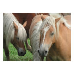 Palomino Horse Invitation