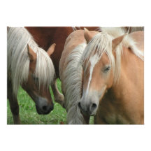Palomino Horse Invitation