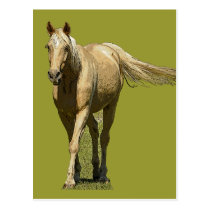 Palomino Horse Postcard postcards