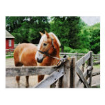 Palomino in Paddock Post Card