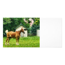 Palomino in Pasture Photo Greeting Card