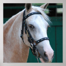 Palomino Paso Fino  Poster