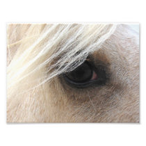 Palomino Photo