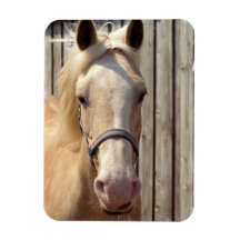 Palomino Pony Premium Magnet