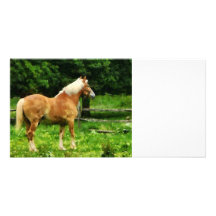Palomino Walking Away Custom Photo Card