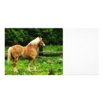 Palomino Walking Away Custom Photo Card