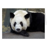 panda111 cards