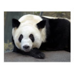 panda111 post cards