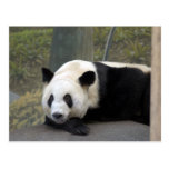 panda112 postcard