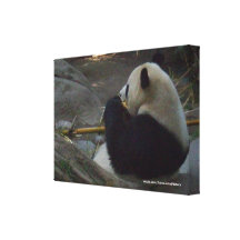 Panda Bear Eating Bamboo Wrapped Canvas Canvas Prints