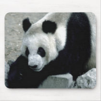 Panda Bear on Rocks Mousepads