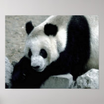 Panda Bear on Rocks Poster