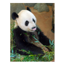 Panda Bear Postcard