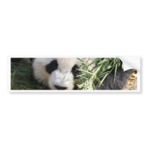Panda Bear @ Zoo Atlanta Bumper Stickers
