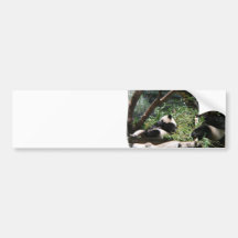 Panda Bears  Bumper Stickers